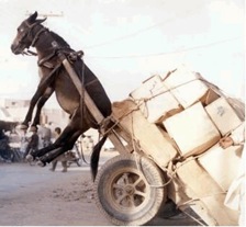 Donkey overloaded